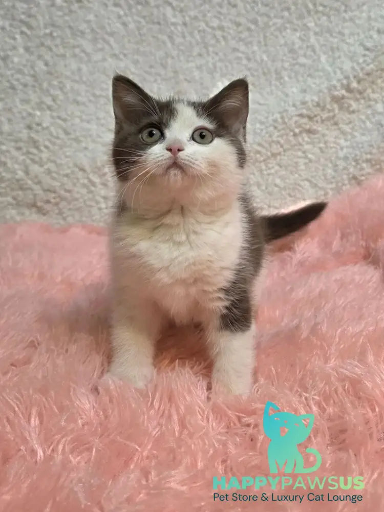 Rita British Shorthair female chocolate bicolour live animals
