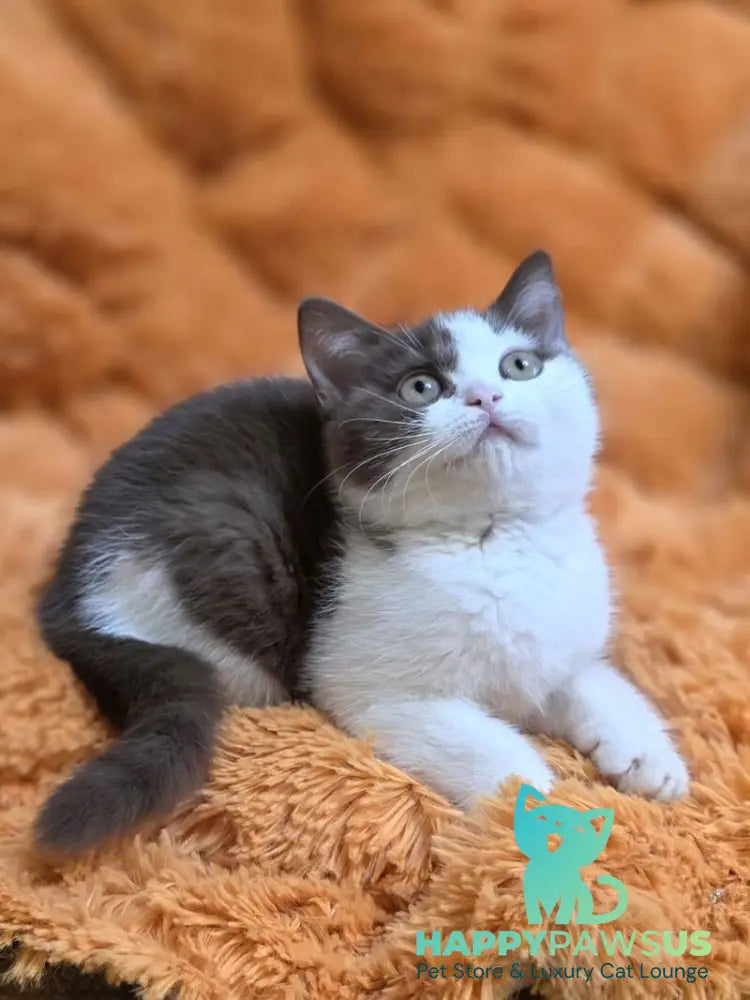 Rita British Shorthair female chocolate bicolour - live animals