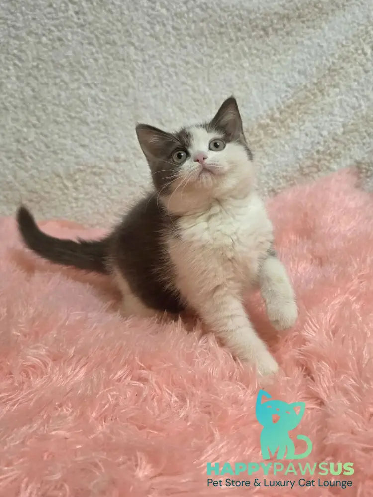 Rita British Shorthair female chocolate bicolour live animals