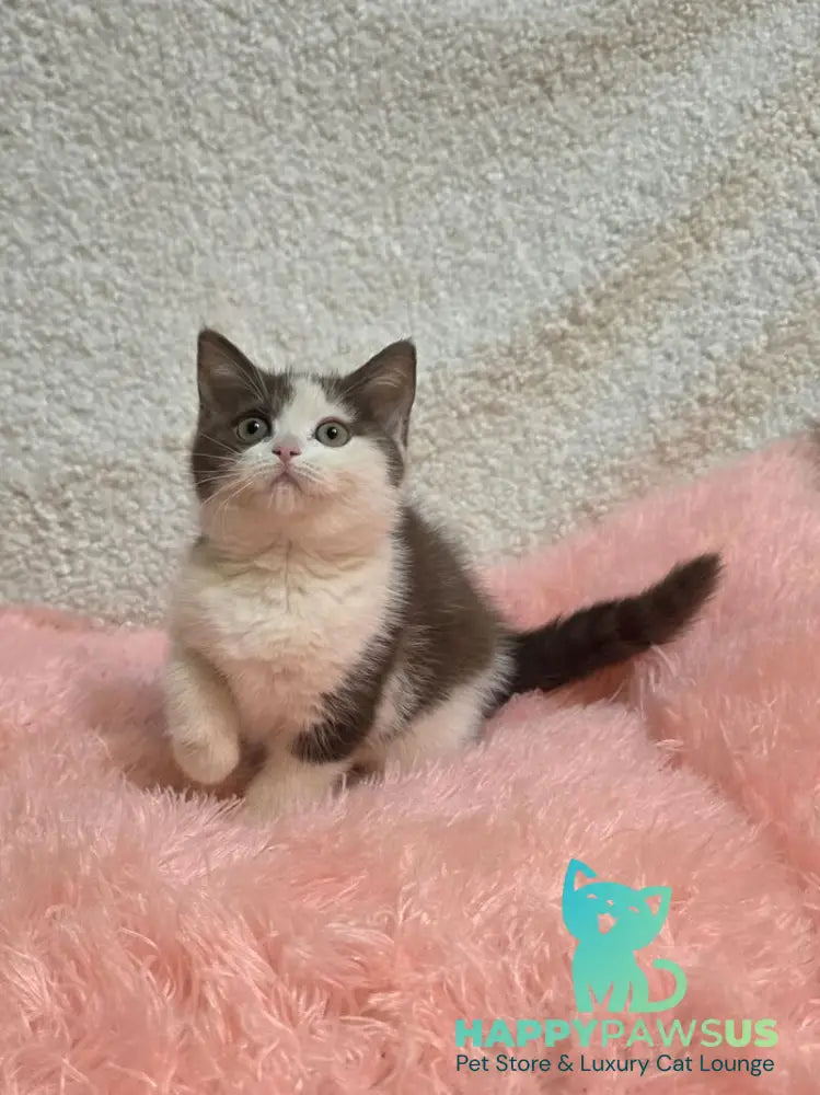 Rita British Shorthair female chocolate bicolour live animals