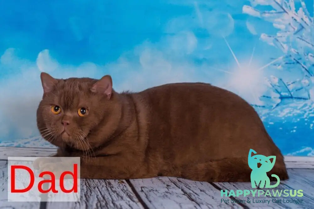 Rita British Shorthair female chocolate bicolour live animals