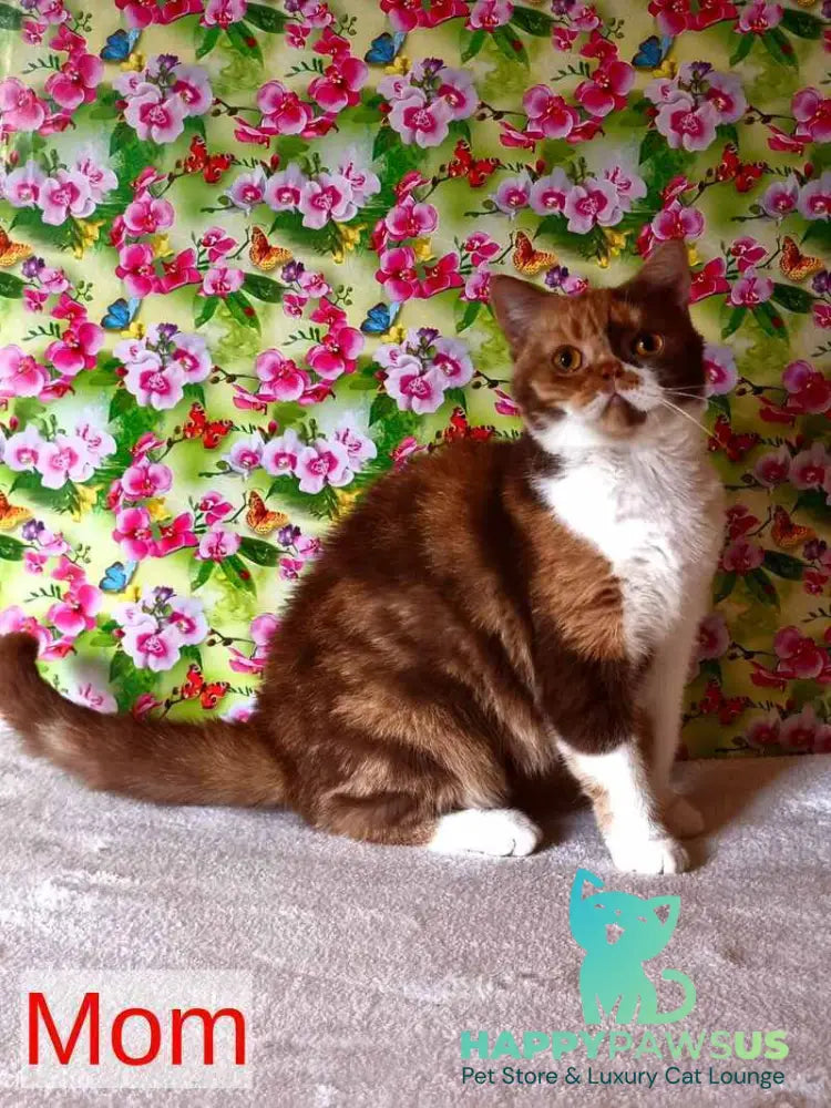Rita British Shorthair female chocolate bicolour live animals