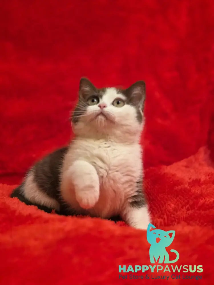 Rita British Shorthair female chocolate bicolour - live animals