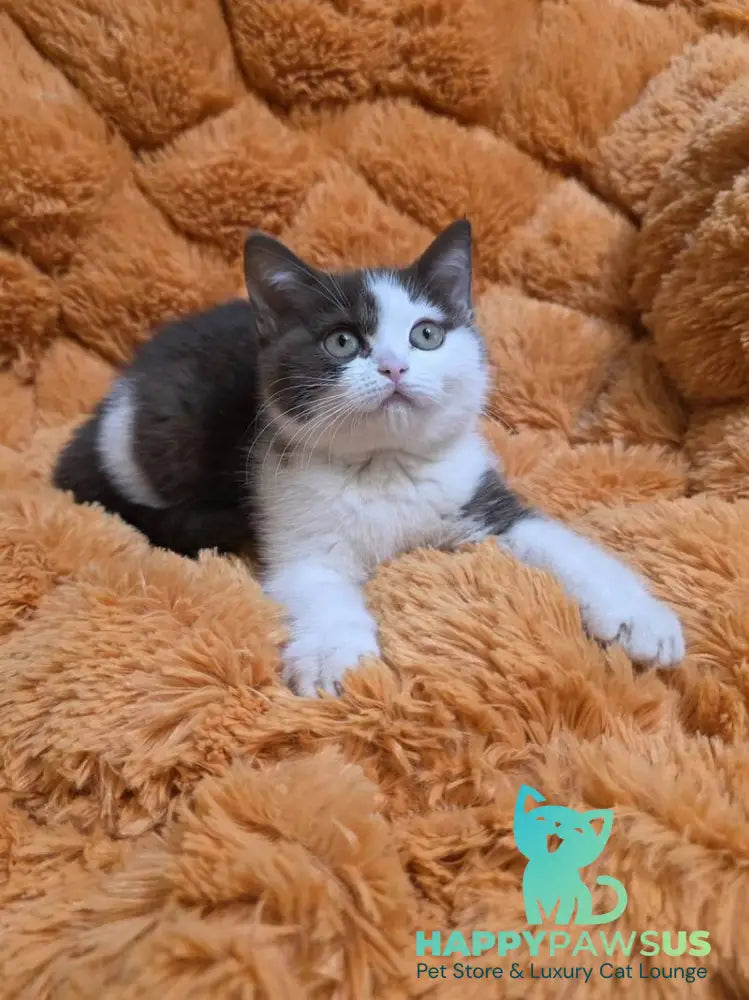 Rita British Shorthair female chocolate bicolour - live animals