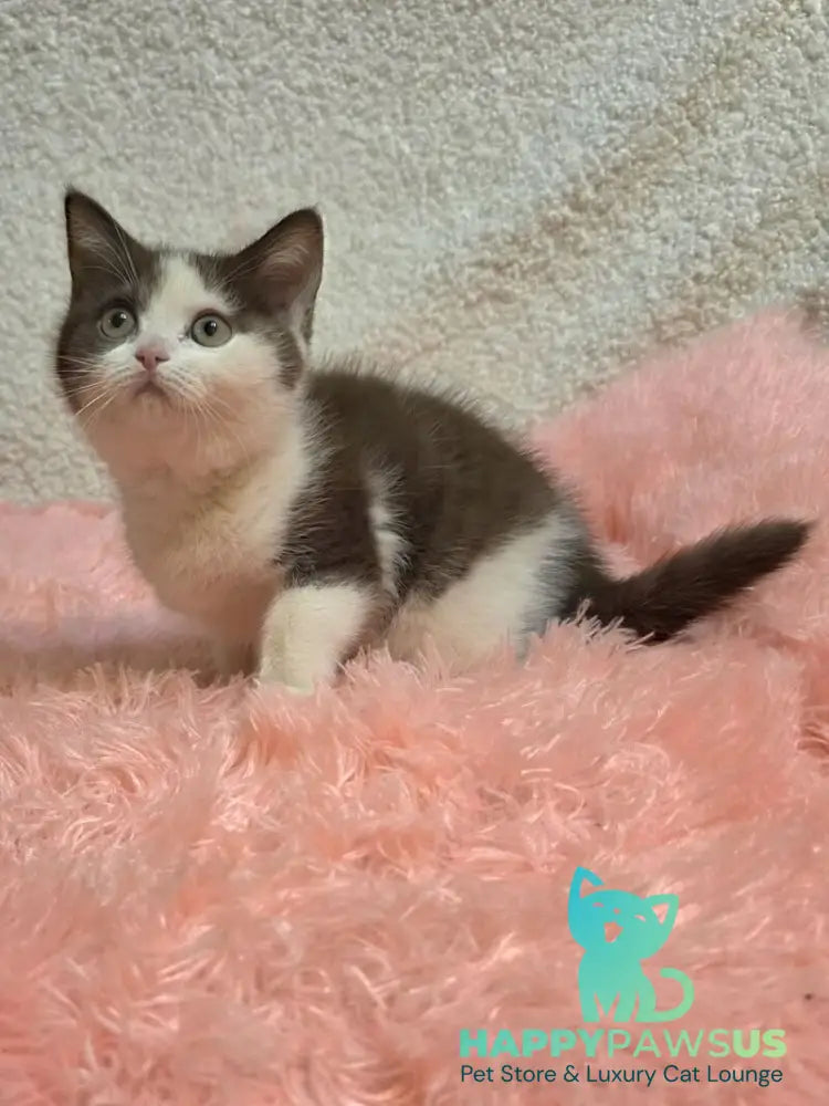 Rita British Shorthair female chocolate bicolour live animals