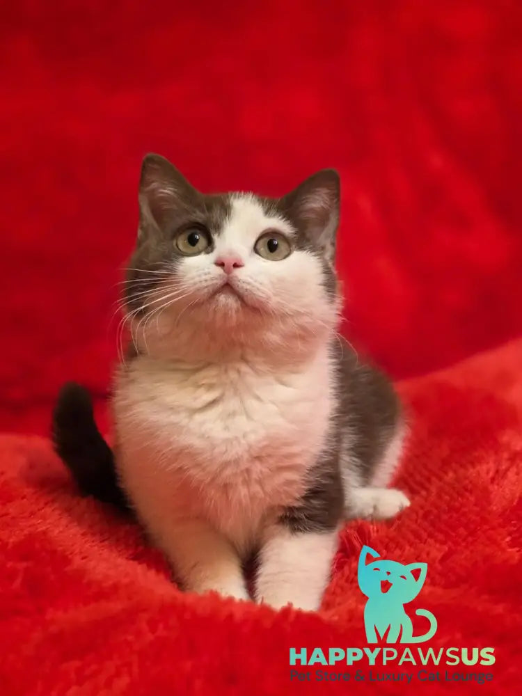 Rita British Shorthair female chocolate bicolour - live animals