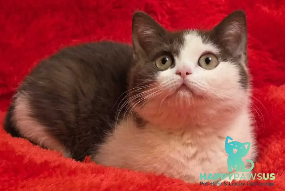 Rita British Shorthair female chocolate bicolour - live animals