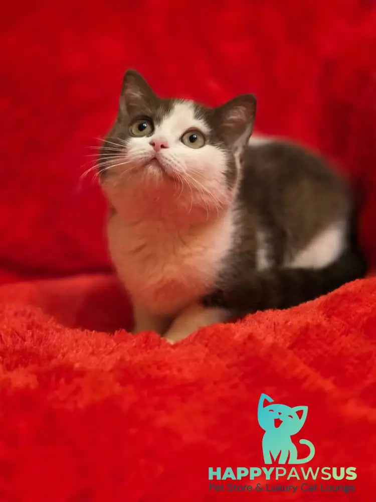 Rita British Shorthair female chocolate bicolour - live animals