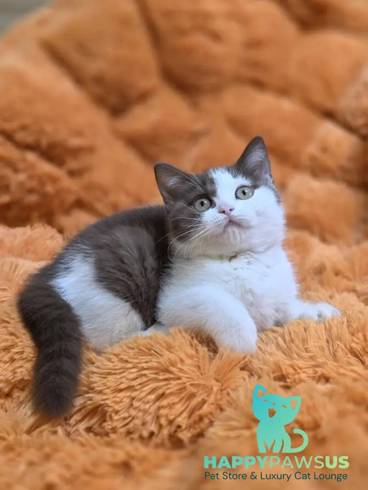 Rita British Shorthair female chocolate bicolour - live animals
