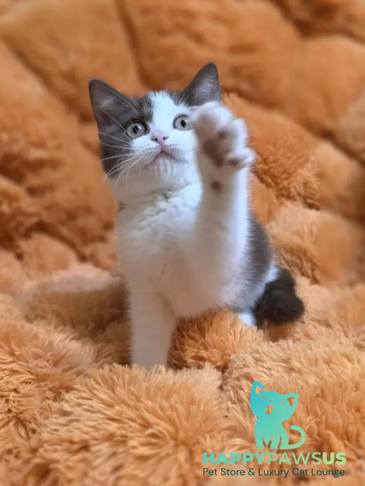 Rita British Shorthair female chocolate bicolour - live animals