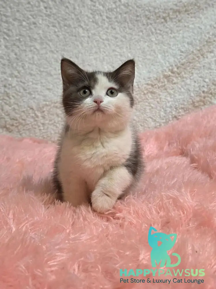 Rita British Shorthair female chocolate bicolour live animals