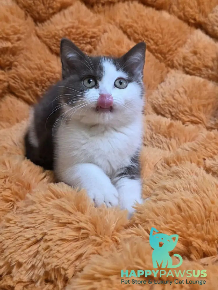 Rita British Shorthair female chocolate bicolour - live animals
