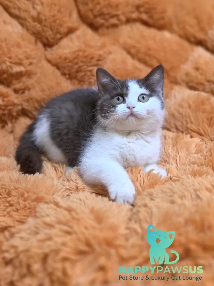 Rita British Shorthair female chocolate bicolour - live animals