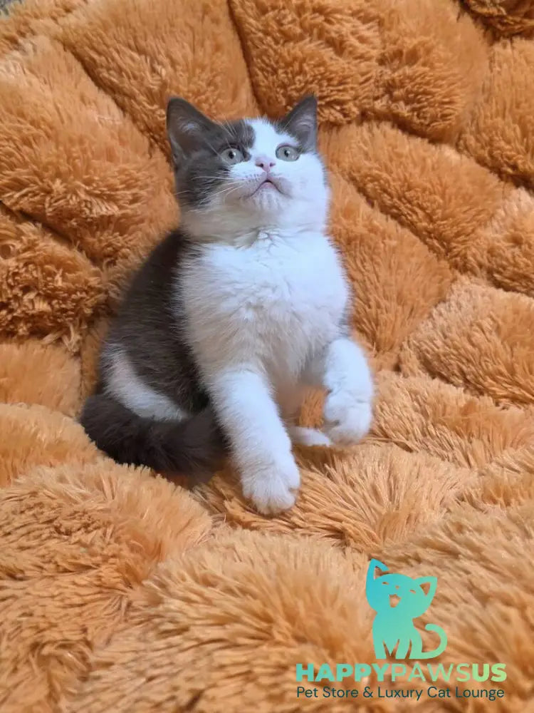 Rita British Shorthair female chocolate bicolour - live animals