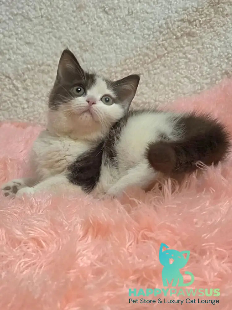 Rita British Shorthair female chocolate bicolour live animals