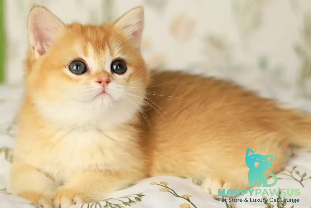 Rita British Shorthair female chocolate golden chinchilla - live animals