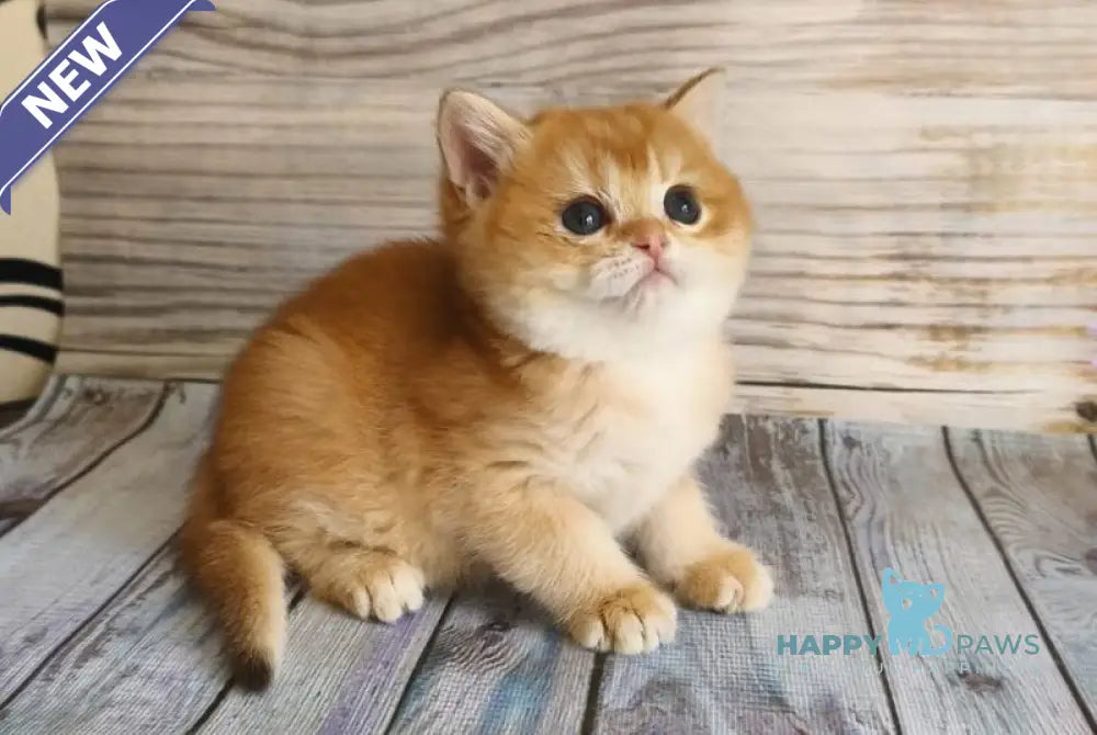 Rita British Shorthair female chocolate golden chinchilla - live animals