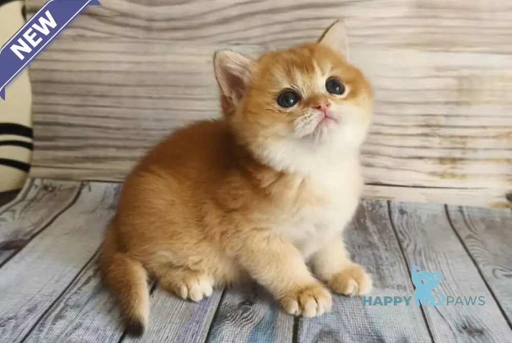 Rita British Shorthair female chocolate golden chinchilla - live animals