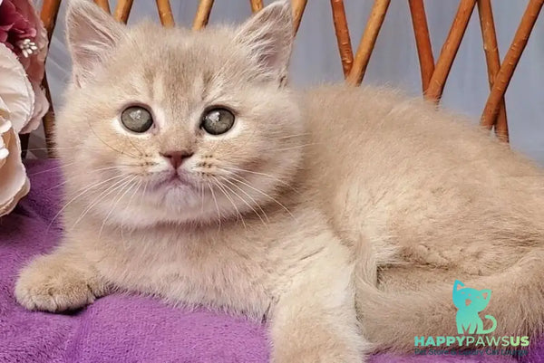 Rita British Shorthair female lilac golden shaded - live animals