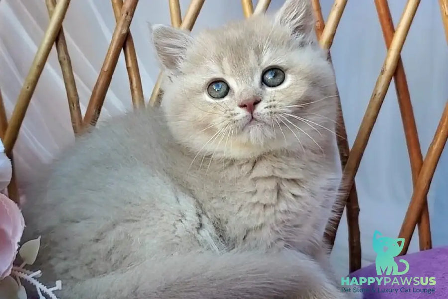 Rita British Shorthair female lilac golden shaded - live animals