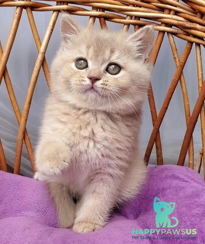 Rita British Shorthair female lilac golden shaded - live animals