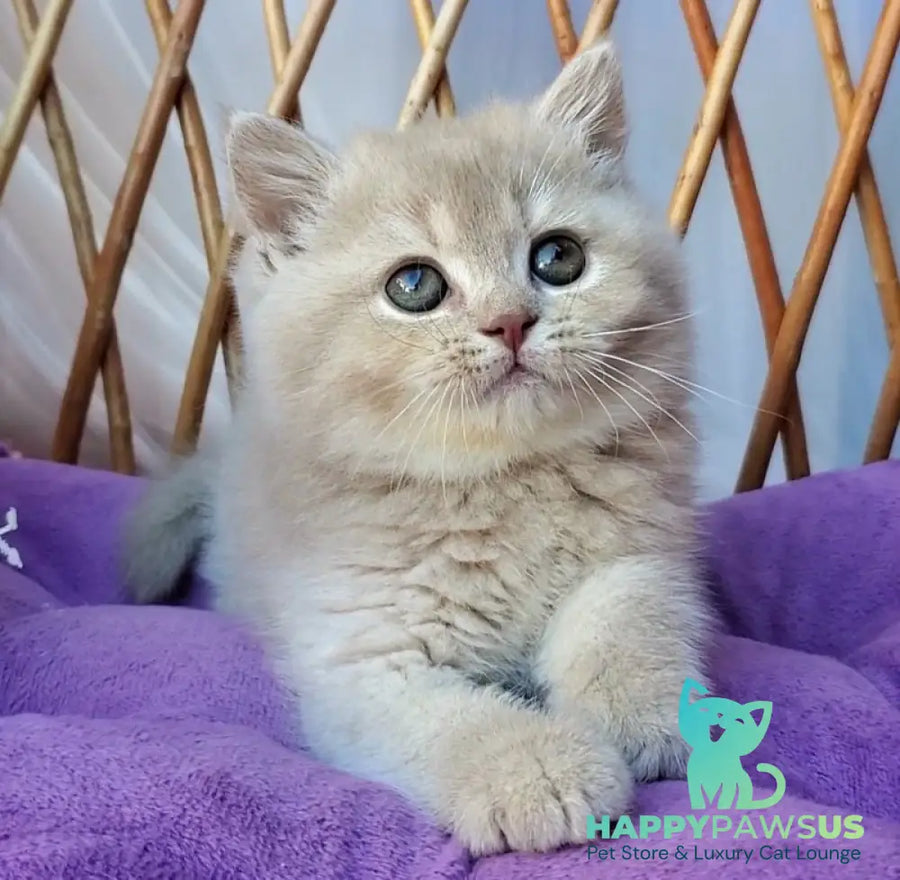 Rita British Shorthair female lilac golden shaded - live animals