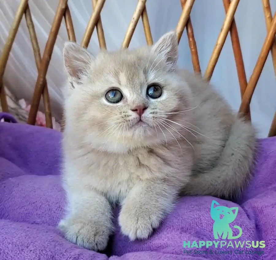 Rita British Shorthair female lilac golden shaded - live animals
