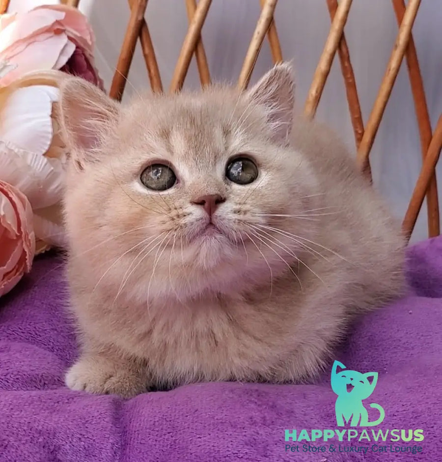 Rita British Shorthair female lilac golden shaded - live animals