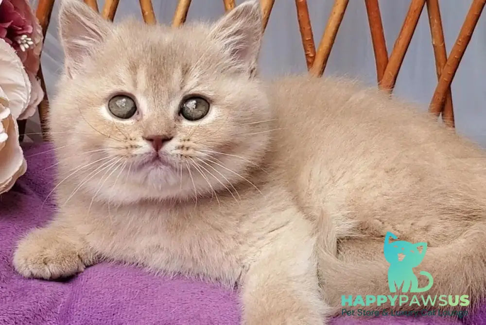 Rita British Shorthair female lilac golden shaded - live animals