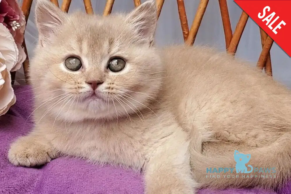 Rita British Shorthair female lilac golden shaded - live animals
