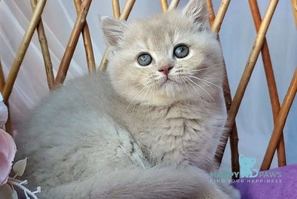 Rita British Shorthair female lilac golden shaded - live animals
