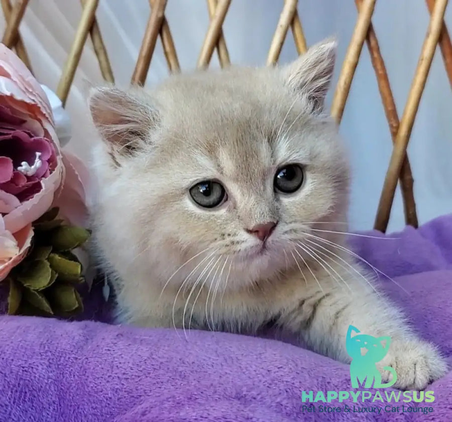 Rita British Shorthair female lilac golden shaded - live animals