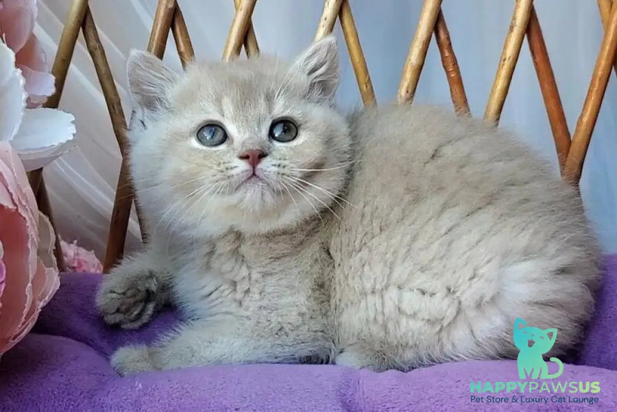 Rita British Shorthair female lilac golden shaded - live animals