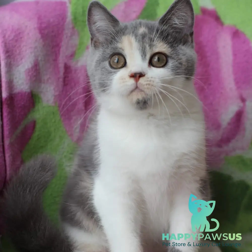 Rita British Shorthair male blue cream with white - live animals