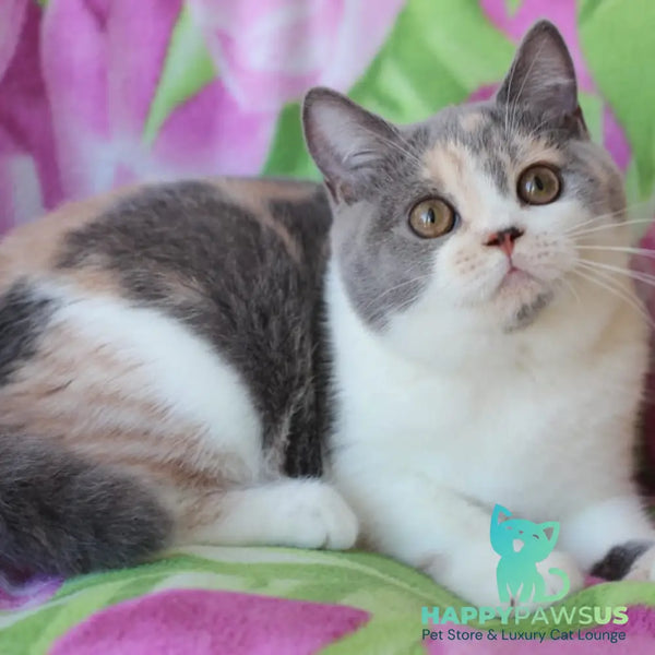 Rita British Shorthair male blue cream with white - live animals