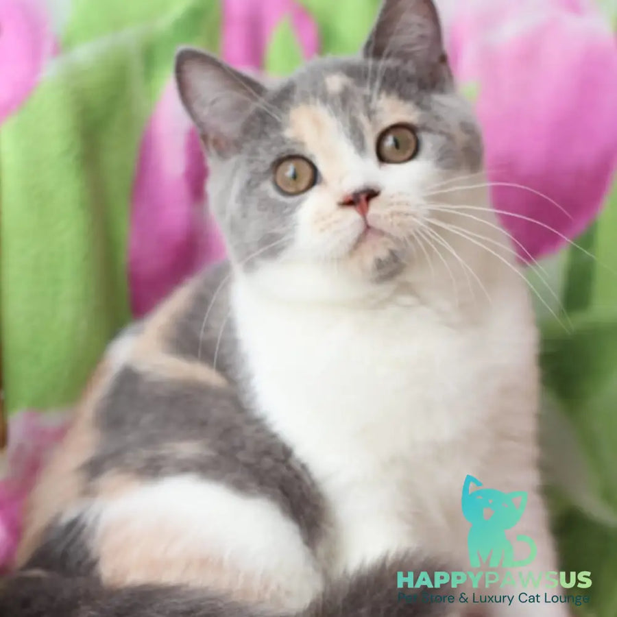 Rita British Shorthair male blue cream with white - live animals