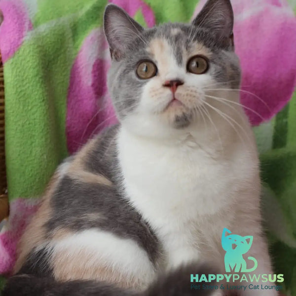 Rita British Shorthair male blue cream with white - live animals