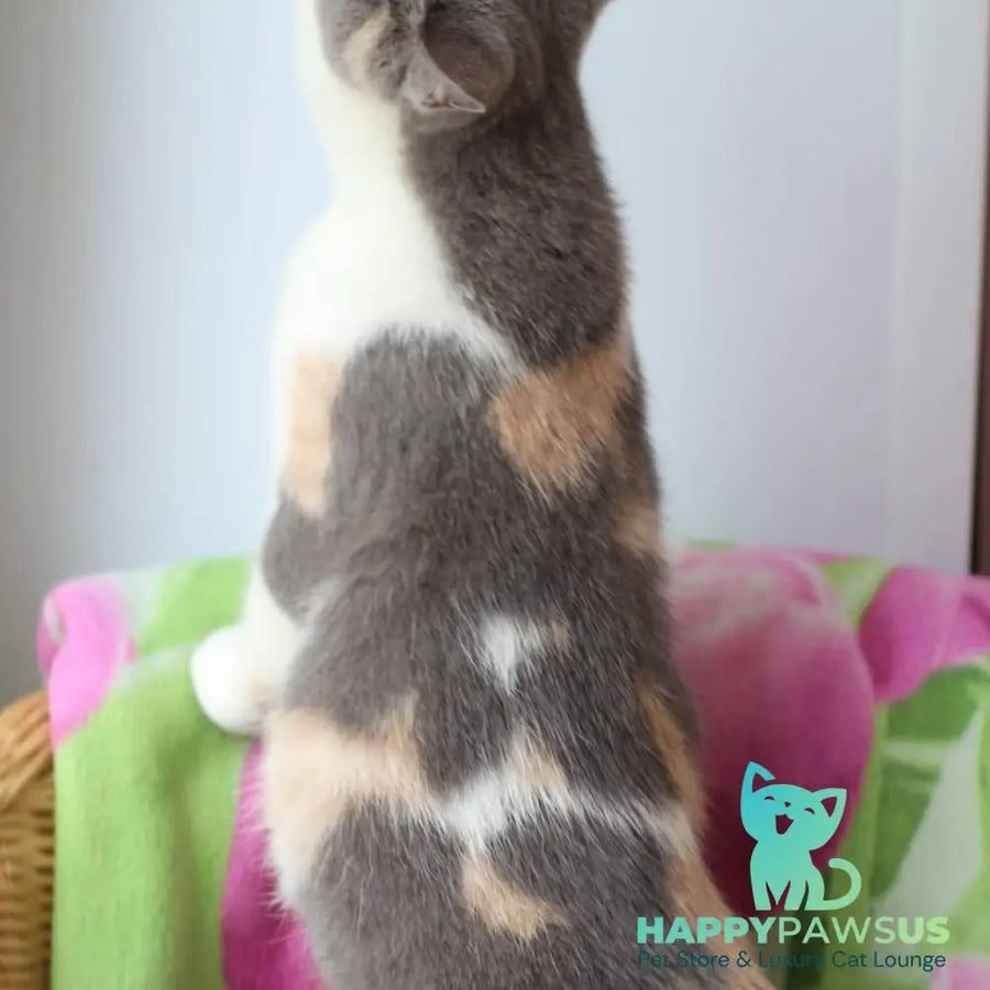 Rita British Shorthair male blue cream with white - live animals
