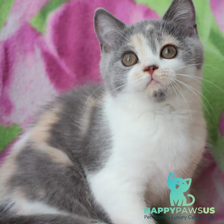 Rita British Shorthair male blue cream with white - live animals