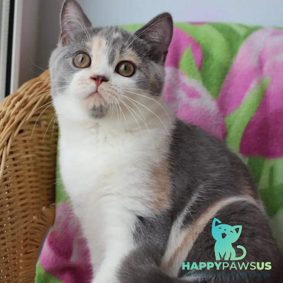 Rita British Shorthair male blue cream with white - live animals