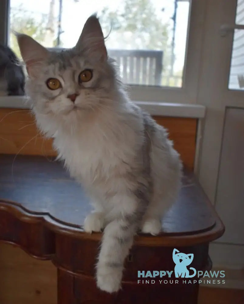 Rita Maine Coon female black silver tabby live animals
