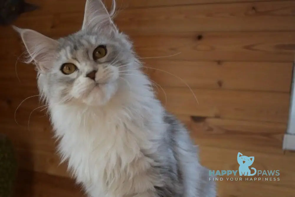 Rita Maine Coon female black silver tabby live animals