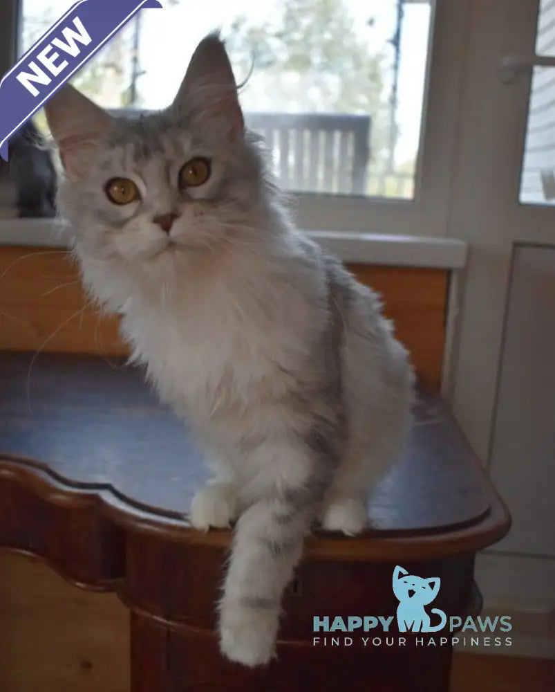 Rita Maine Coon female black silver tabby live animals