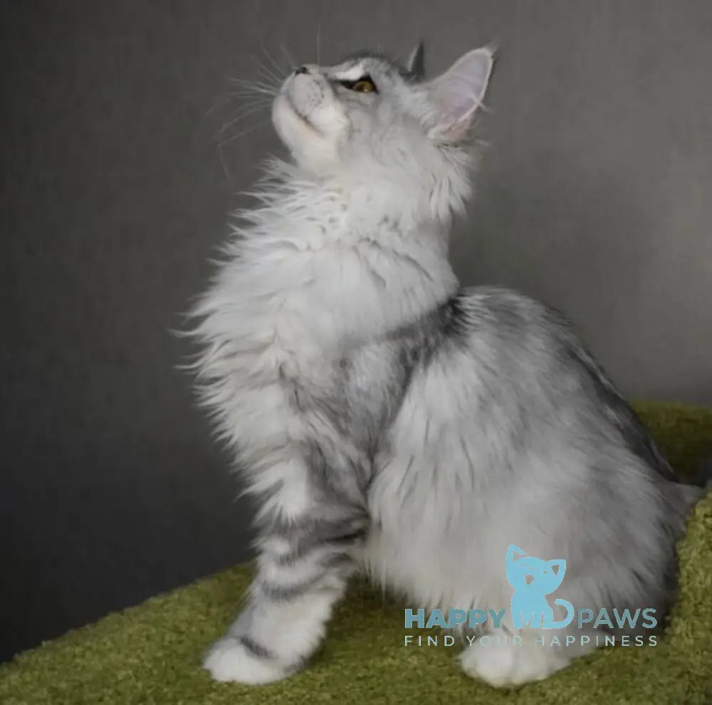 Rita Maine Coon female black silver tabby live animals