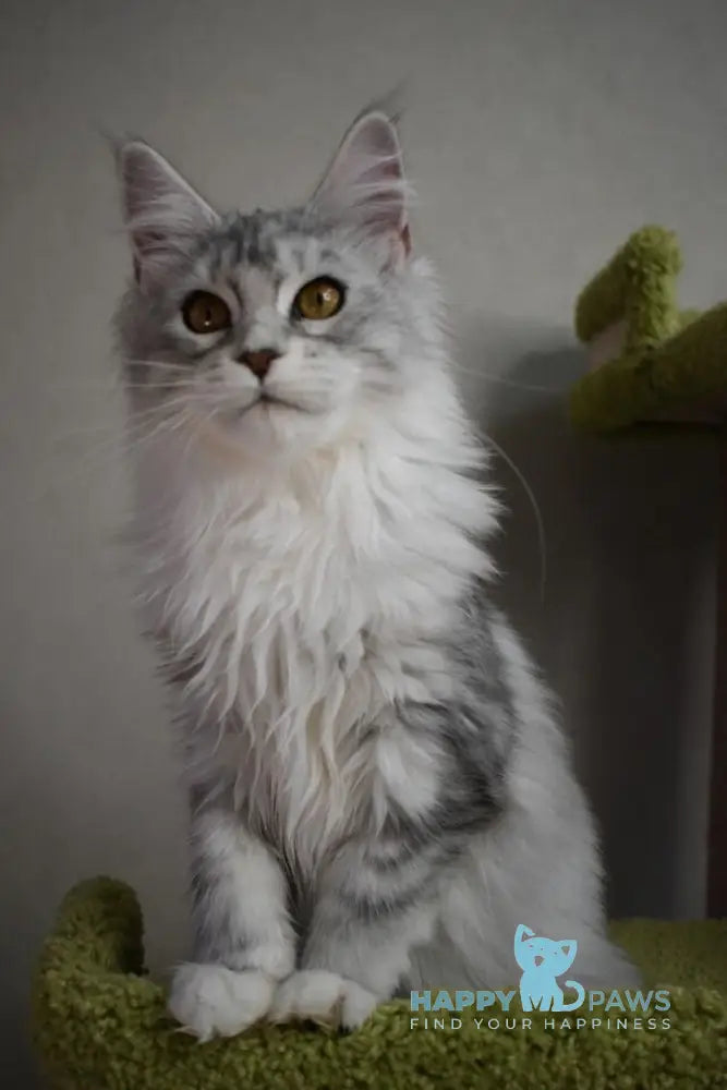 Rita Maine Coon female black silver tabby live animals