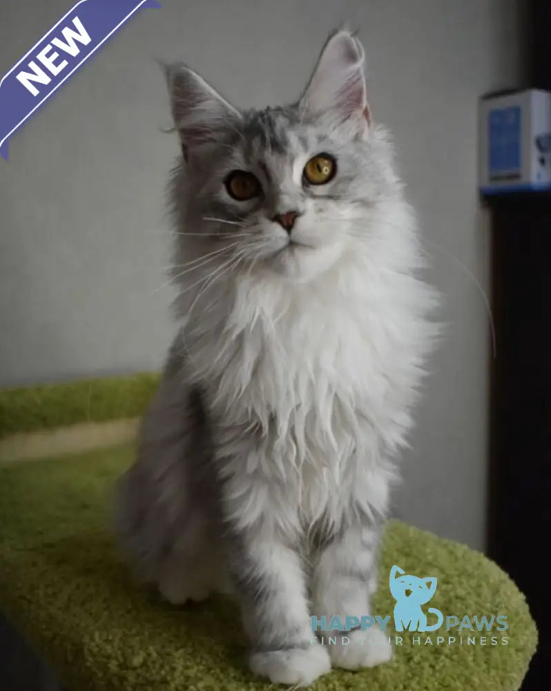 Rita Maine Coon female black silver tabby live animals