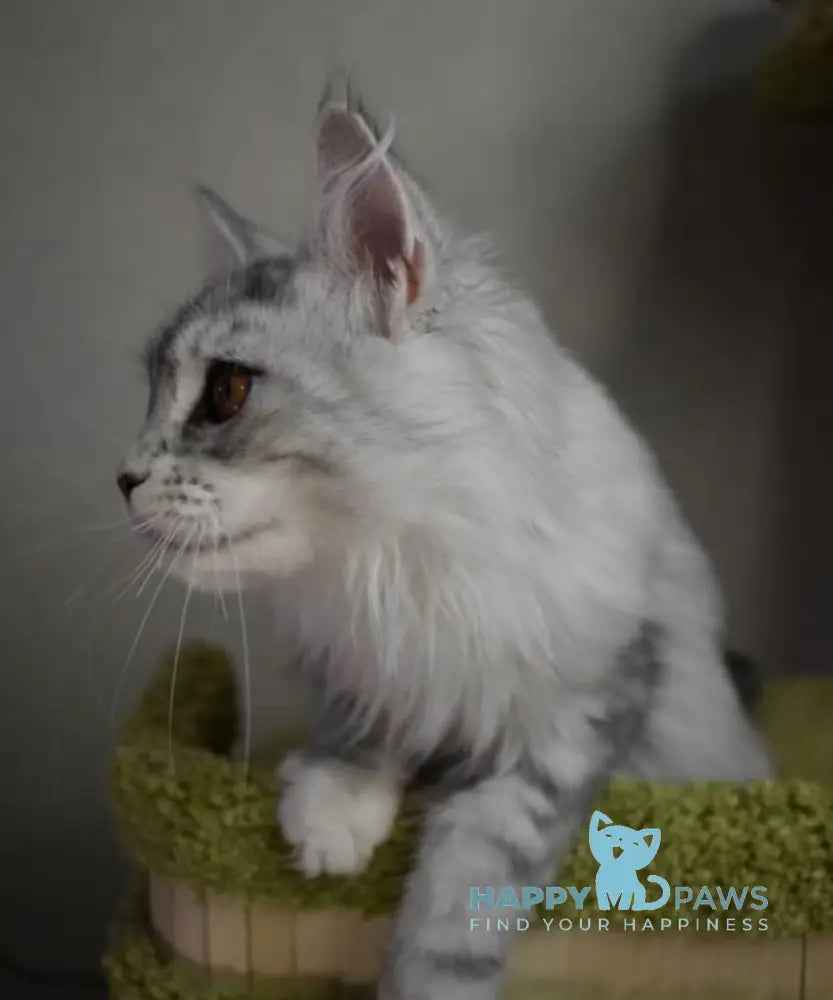 Rita Maine Coon female black silver tabby live animals