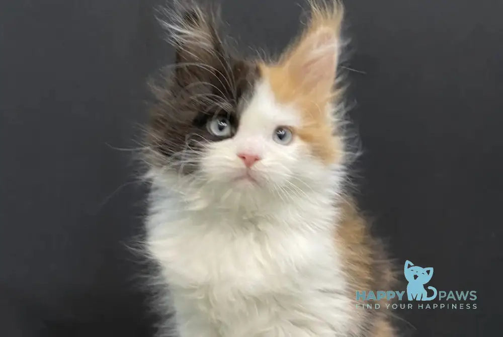 Rita Maine Coon female black tortie bicolour - live animals