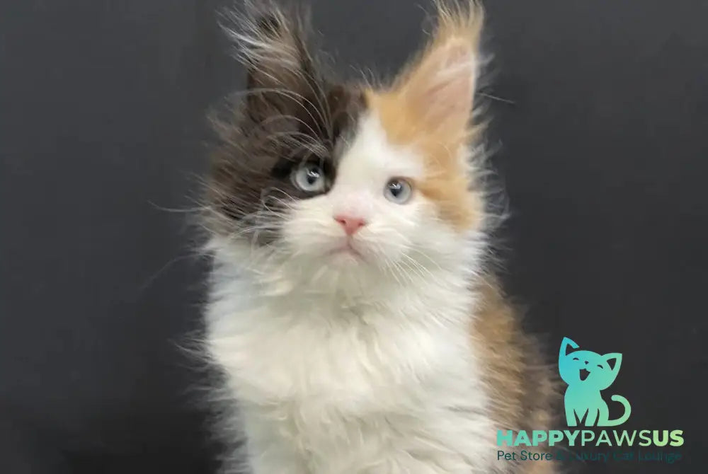 Rita Maine Coon female black tortie bicolour - live animals