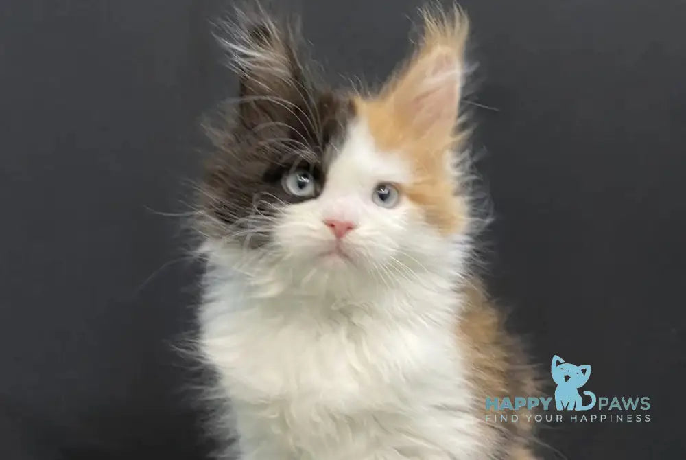 Rita Maine Coon female black tortie bicolour - live animals